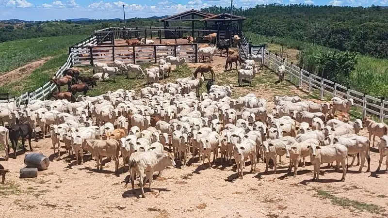 Padre Bernardo - GOFazenda com 220 alqueires ou 1060 hectares.27 km de padre Ber...