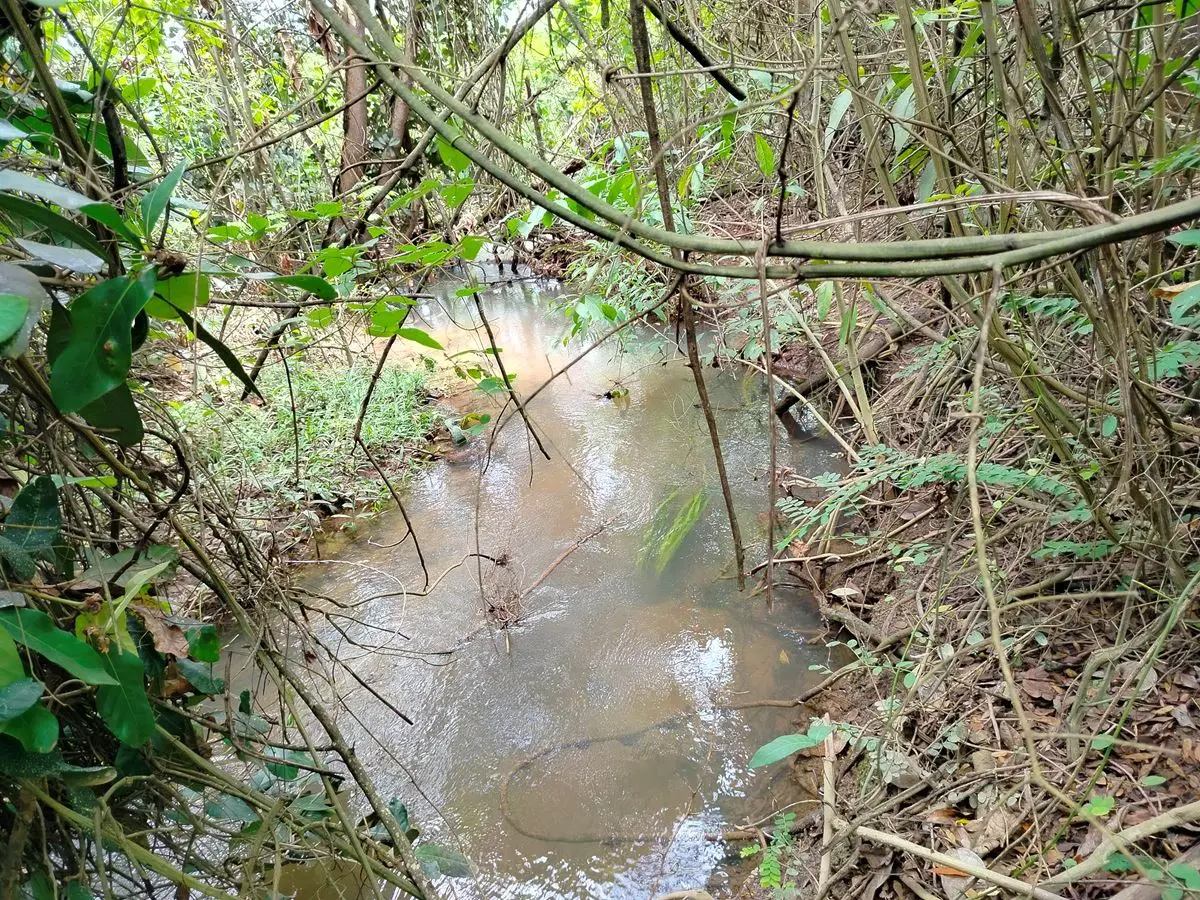 LINDA CHACARA DE 7 MIL METROS,RICA EM AGUA ,A 65 KM DO PLANO PILOTOGRANDE OPORTU...
