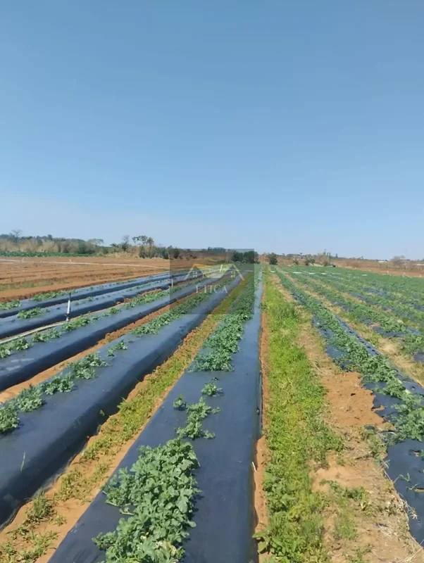 Descubra uma charmosa chácara rural na Rodovia DF 220, em Brazlândia, DF, perfei...