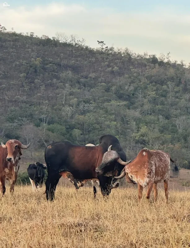 Fazenda MozondoInscrição EstadualEscritura: Planaltina de Goiás Tabelionato.Ende...