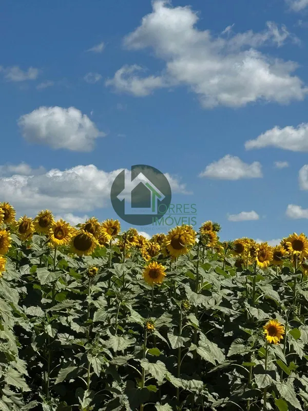 Vendo Fazenda de 13 Alqueires em Anápolis. Ideal para investimento, produção ou ...