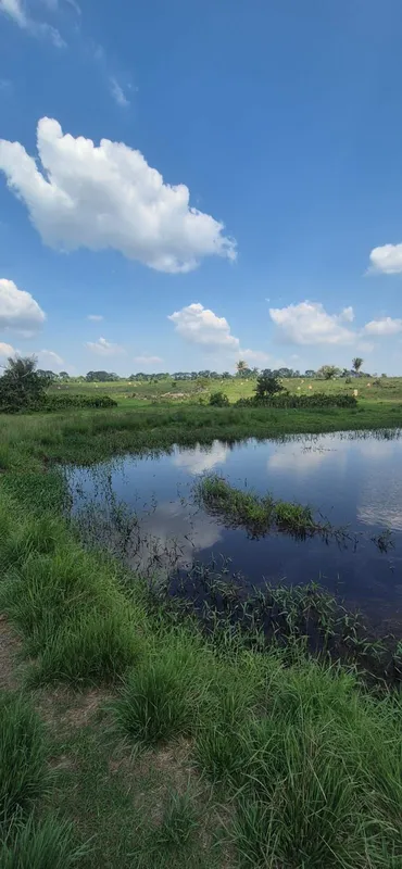 FAZENDA NO SUL DO PARÁ, MUNICÍPIO DE XINGUARA .CONTEM 60 ALQUEIRES, 57 FORMADOS ...