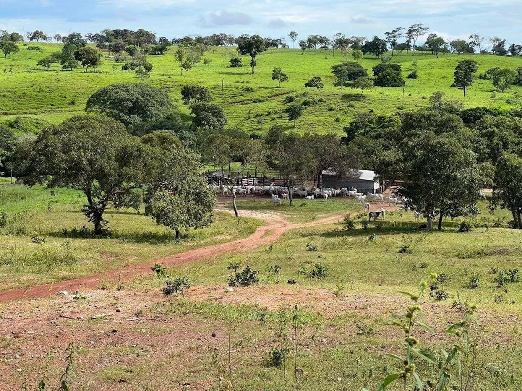FAZENDA 264 ALQUEIRES DOIS IRMÃOS TOCANTINS OPORTUNIDADE DE BOM NEGÓCIO! REGIÃO ...