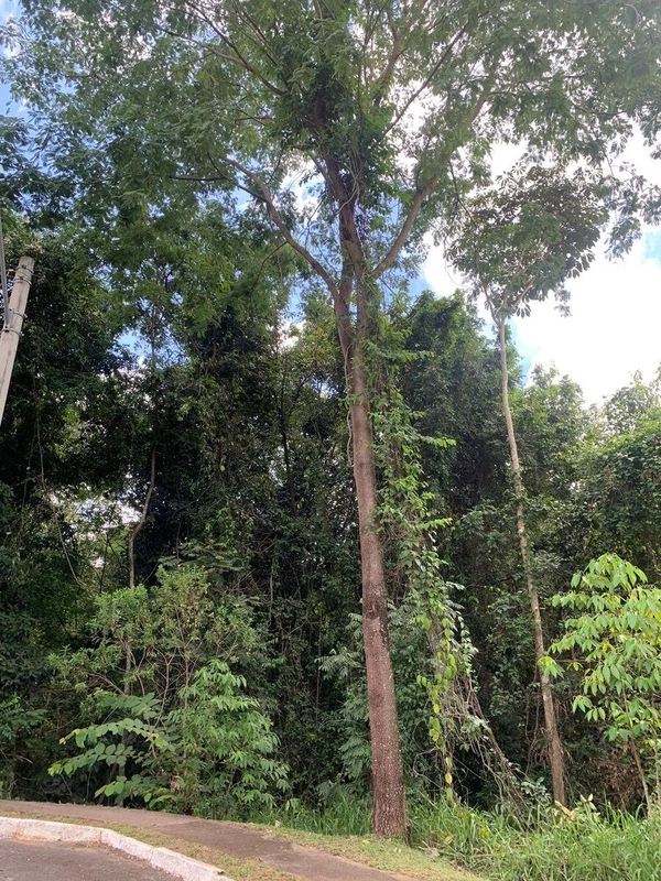 Excelente terreno com área de 1800m2 , terreno com árvores de alto porte e paral...