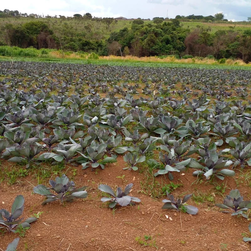 COLONIA AGRÍCOLA ALEXANDRE GUSMÃO - INCRA 7OPORTUNIDADE ESTRATÉGICA PARA INVESTI...