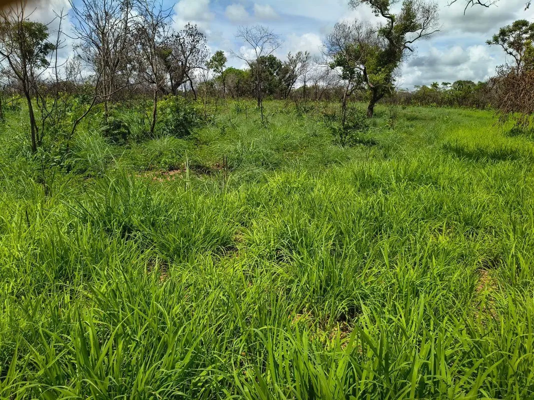 FAZENDA À VENDA EM COLINAS DO SUL/GO | APTIDÃO PARA PECUÁRIA – REGIÃO DA CHAPADA...