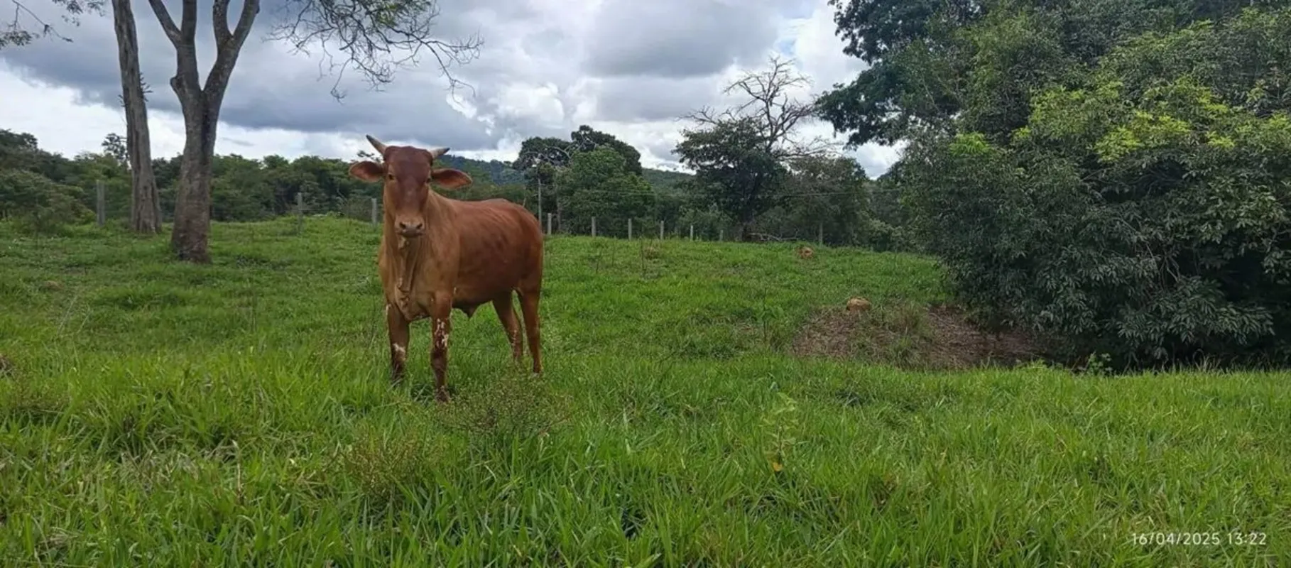 Fazenda de Gado em Rubiataba - GO!Localizada a apenas 7km de Rubiataba, oferecem...