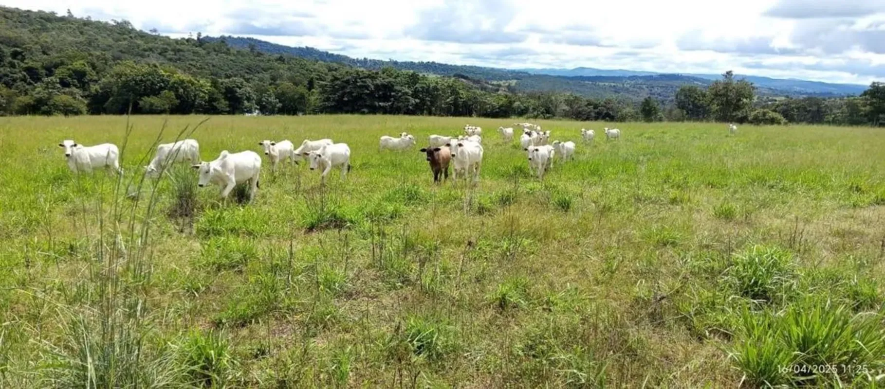 Fazenda de Gado em Rubiataba - GO!Localizada a apenas 9.5km de Rubiataba, oferec...