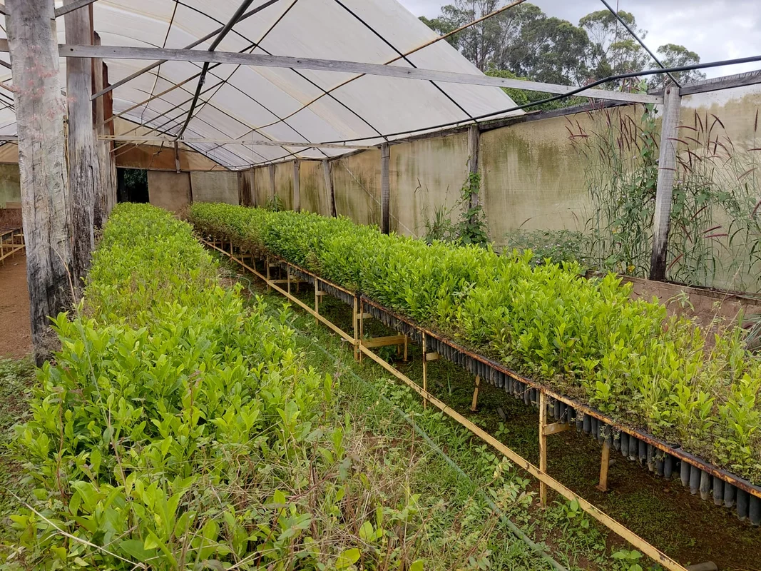 Chácara Exclusiva à Venda em Planaltina-DF – 7 Hectares com Alta Produtividade e...