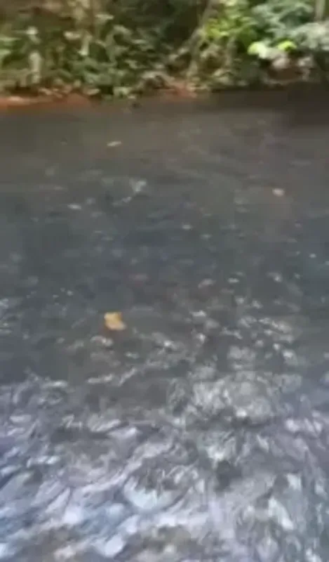 Chácara de 6 alqueires e 30 litros na escritura, 10 km de chão, município, de It...