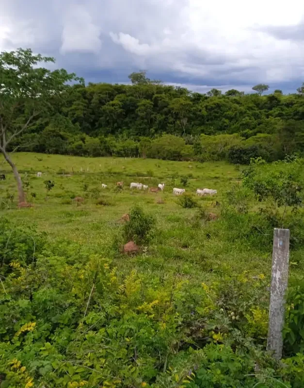 Fazenda 33 alqueires Sendo 28 escriturado e registrado em meu nome. Pastagem em ...