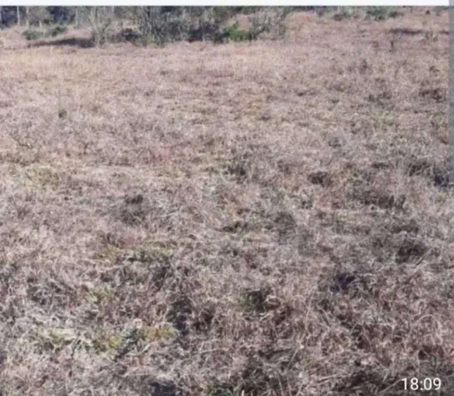 32 alqueires formado entre 23 e 25 alqueires Podendo plantar a 10 alqueires rio ...