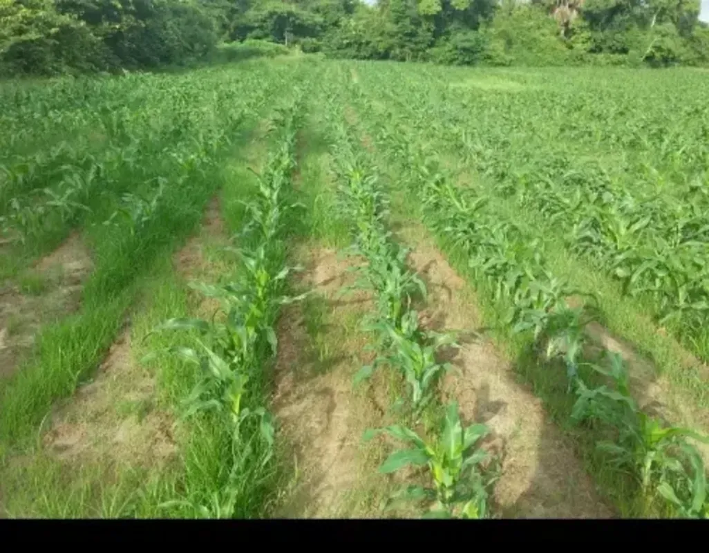 Fazenda município de Santa Rita Tocantins. \n 45 alqueires \n26 alqueires formad...