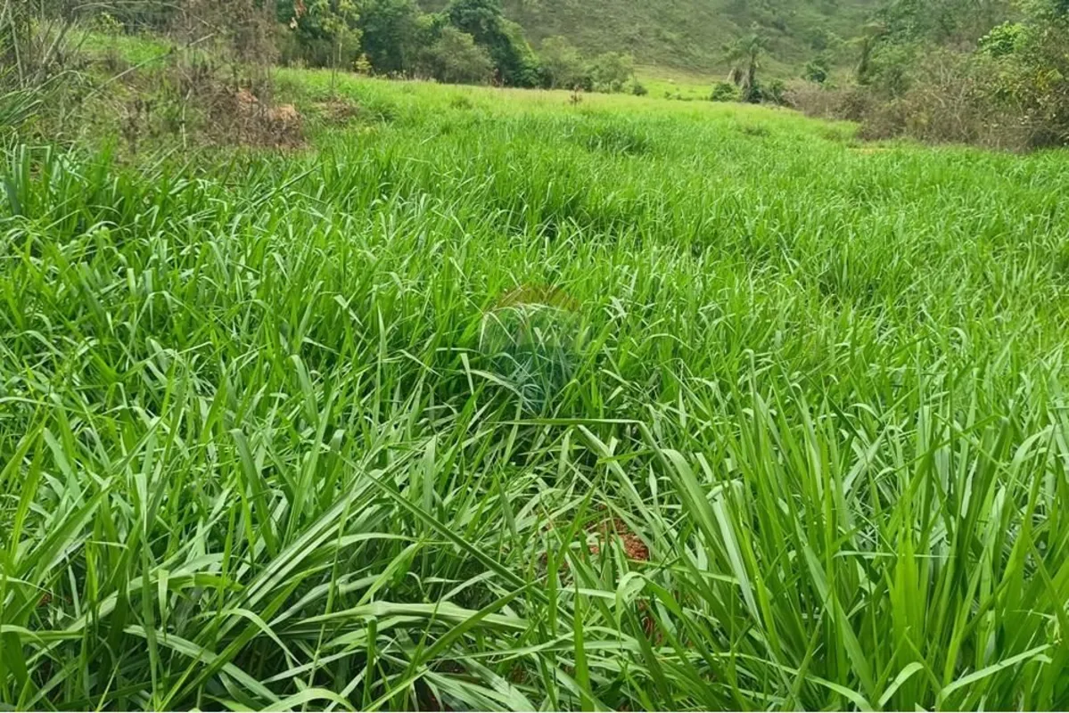 São 1.450 hectares, ideal para a criação de até 1.000 bois em regime de engorda ...