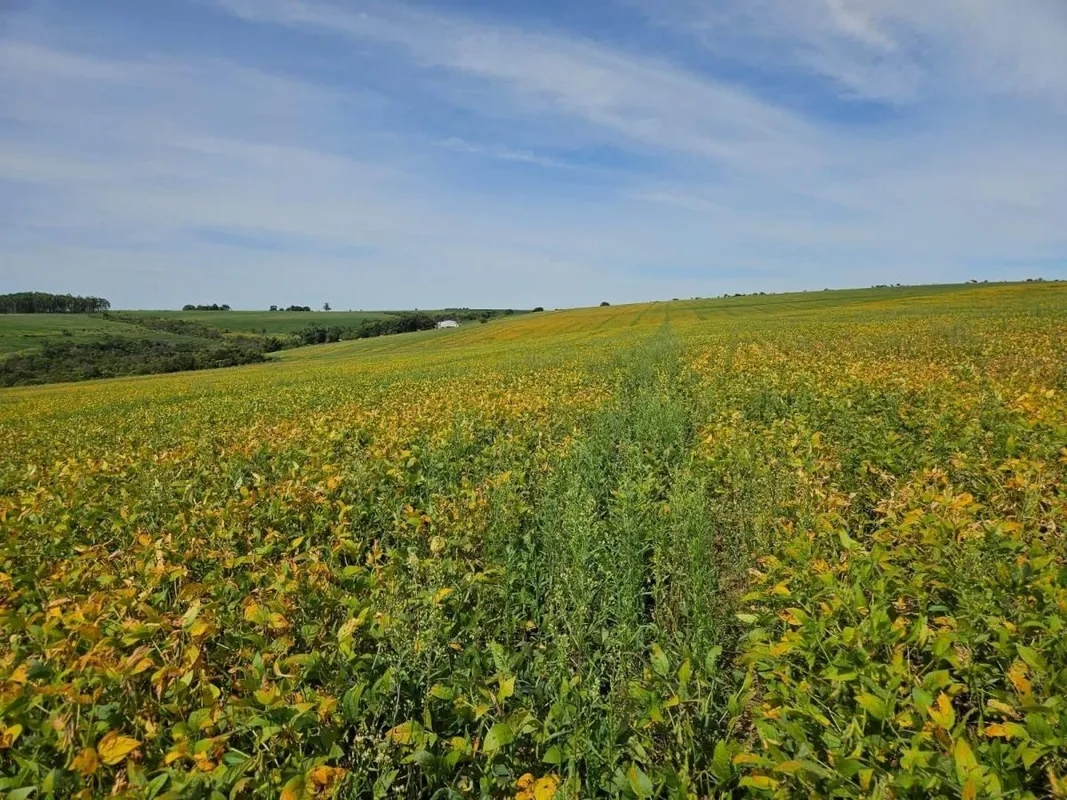 Fazenda à Venda - Cocalzinho de Goiás/GOValor: R$ 10.300.000,00Localização: Zona...