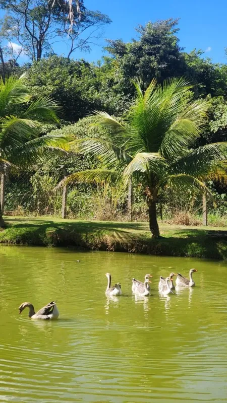 Magnífica chácara com 01 alqueire goiano, totalizando 48.400 m², perfeita para q...