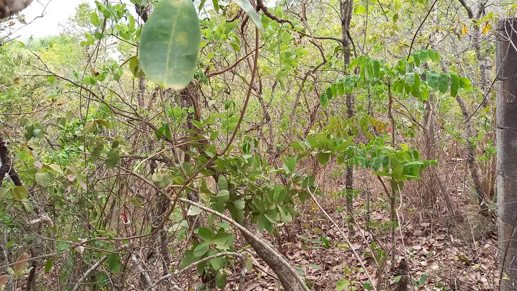 Quadra 15 lote 8Lote com cerca de 1.226,27 m2, incluindo uma linda APA - Área de...