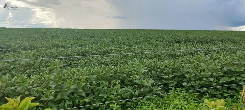 Região do PADEF, próximo ao Povoado Café Sem Troco, Vendo Sítio, 19.54 Hectares....